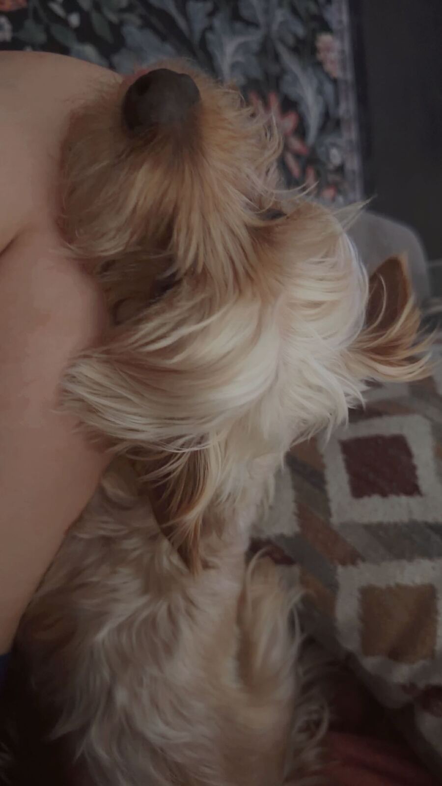 Cuddle time with a dog in Pawcéa by Kiki's care