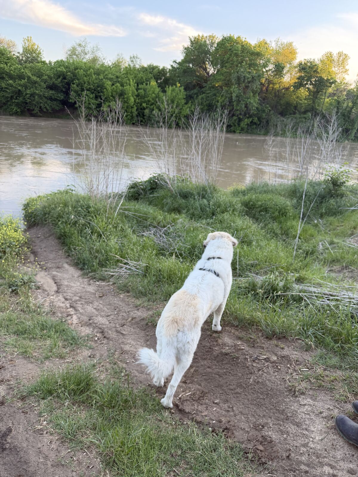 Dog on a walk with Pawcéa by Kiki