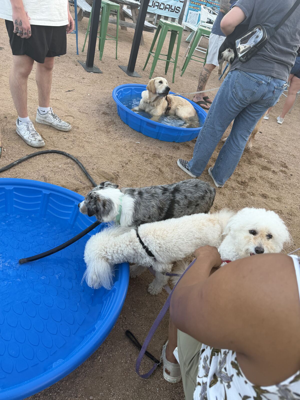 Pawcéa by Kiki meeting happy clients and their dogs