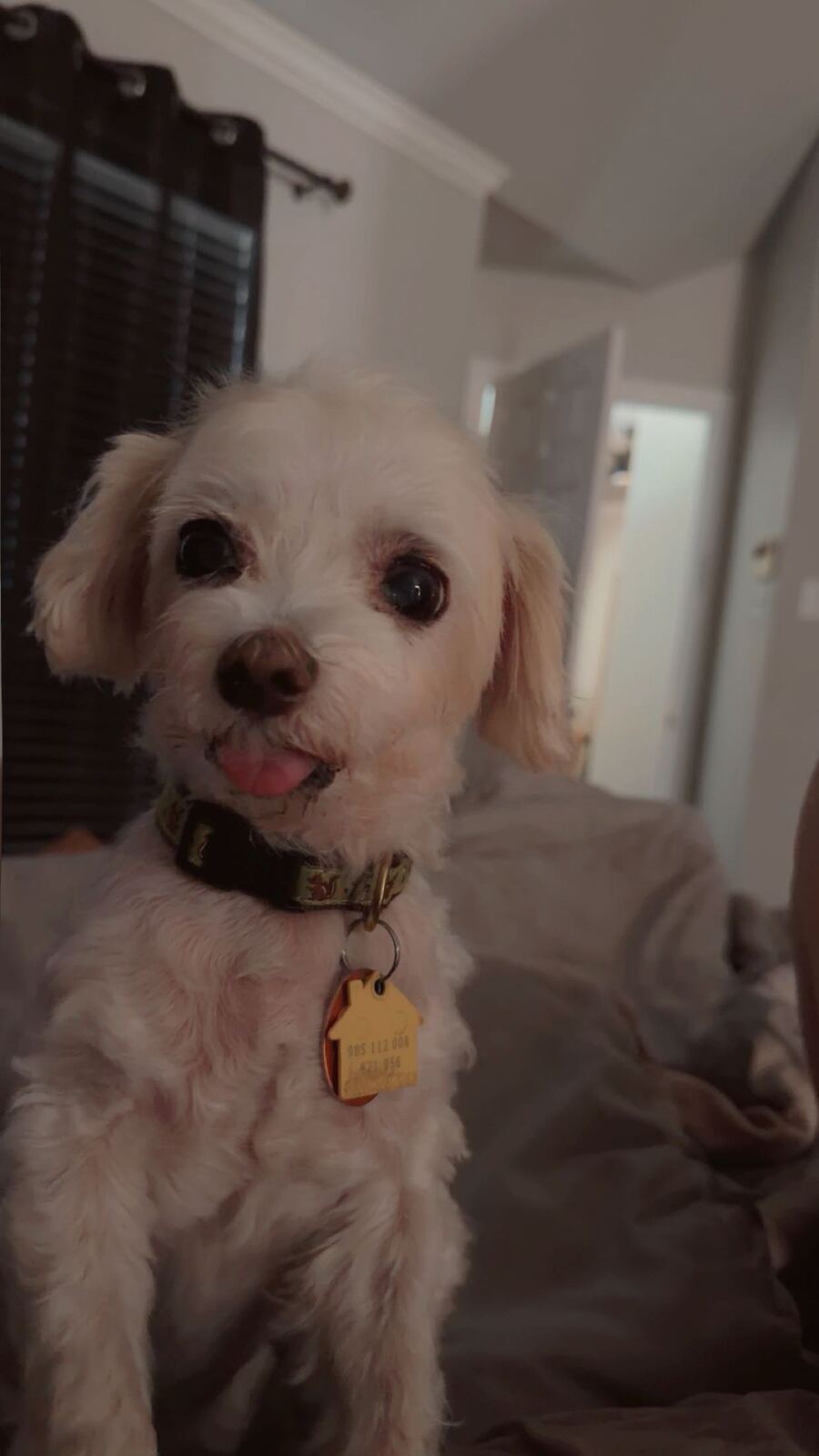 Portrait of a happy dog in Pawcéa by Kiki's care