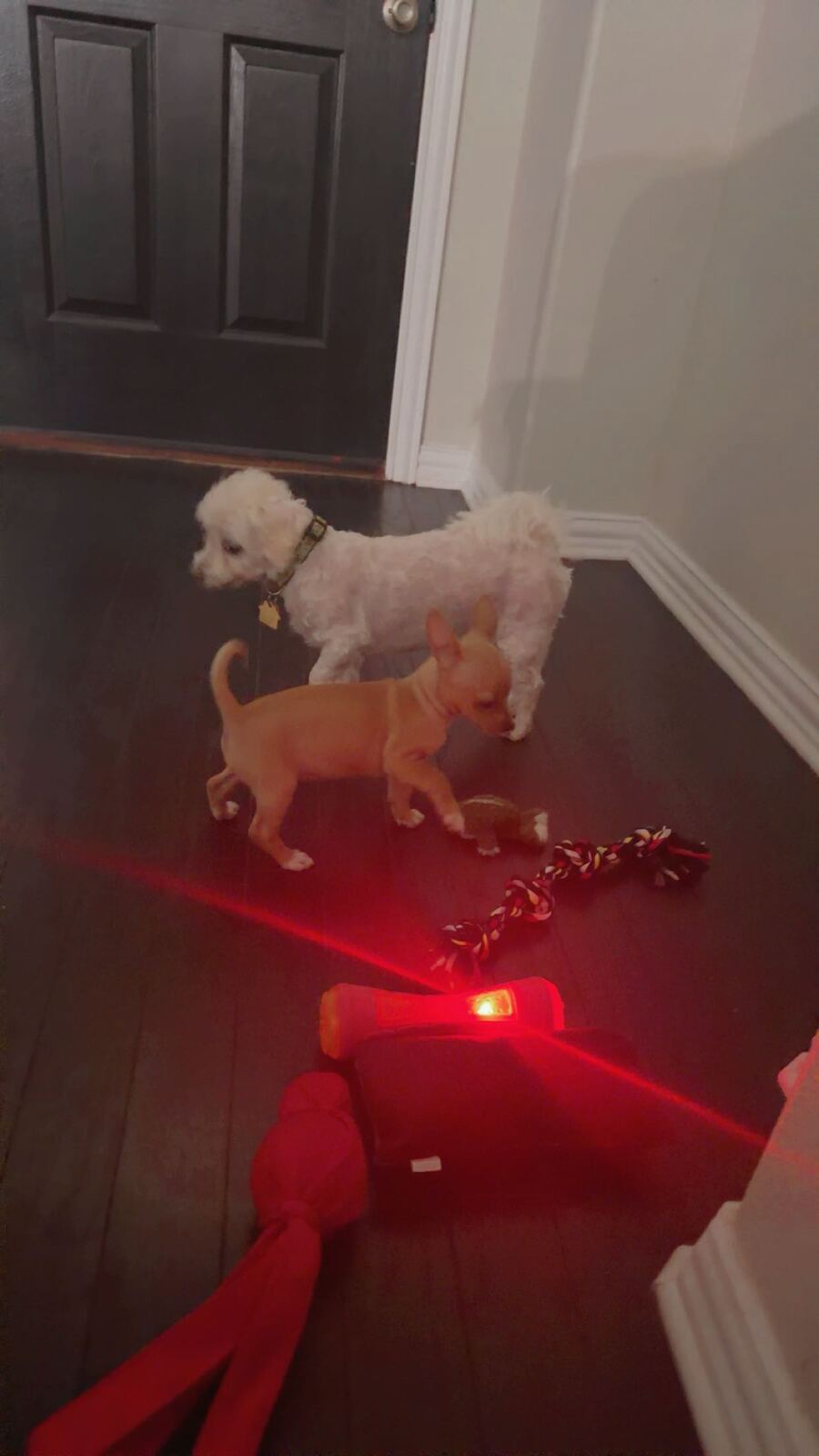 Dogs enjoying indoor playtime with Pawcéa by Kiki