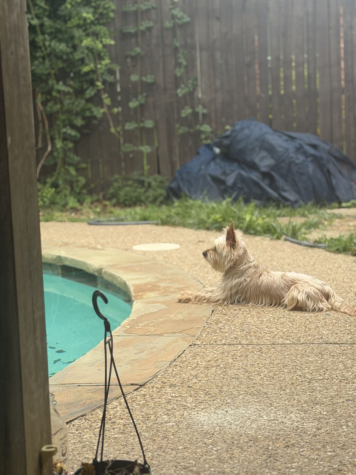 Dog relaxing poolside while boarding with Pawcéa by Kiki