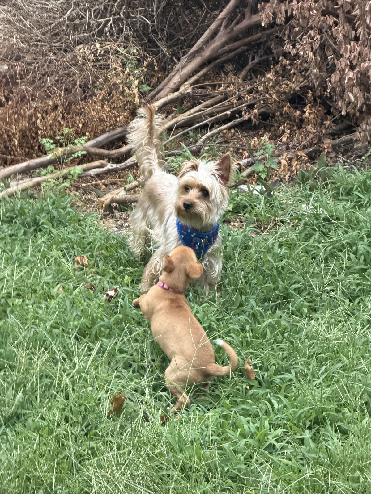 Two dogs playing together in the yard with Pawcéa by Kiki