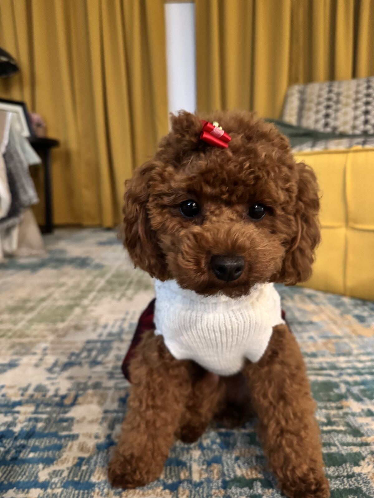 Dog in Pawcéa by Kiki's care